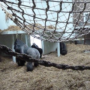 Gorilla house, September 2016