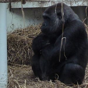 Female Gorilla, September 2016
