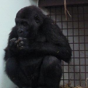 Gorilla, Meisie, September 2016