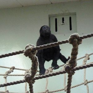 Gorilla, Moanda, September 2016