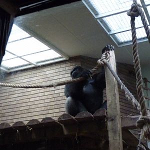 Silverback Gorilla, Bukavu, September 2016