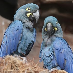 Lear's Macaws (Anodorhynchus leari), September 2016