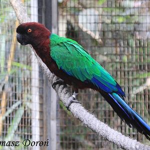Red Shining Parrot (Prosopeia tabuensis), September 2016