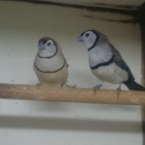 Double-barred finches