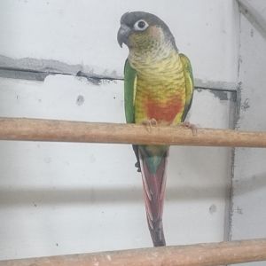 Green-cheeked conure