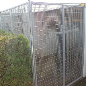 African grey parrot aviary