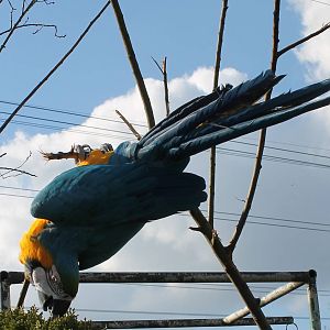 Blue and yellow macaw