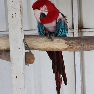Green-winged macaw