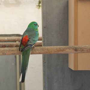 Red-rumped parakeet
