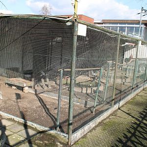 Mixed aviary