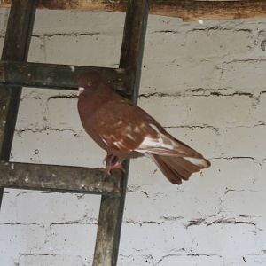 Pigeon of some breed