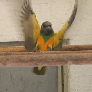 Senegal parrot