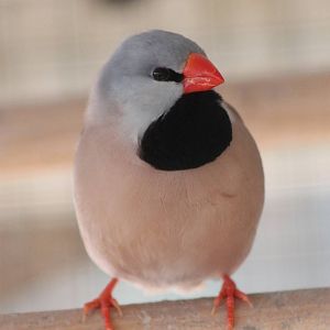 Long-tailed finch