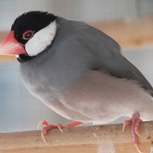 Java sparrow
