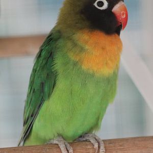 Yellow-collared lovebird
