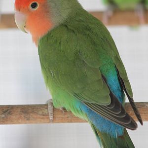 Rosy-faced lovebird