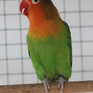 Fischer's lovebird