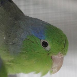 Pacific parrotlet
