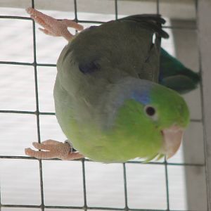 Pacific parrotlet