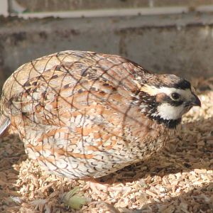 Bobwhite