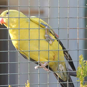 Regent parrot
