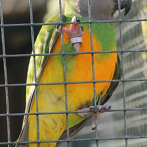 Senegal parrot