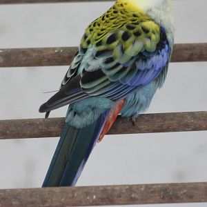 Pale-headed rosella