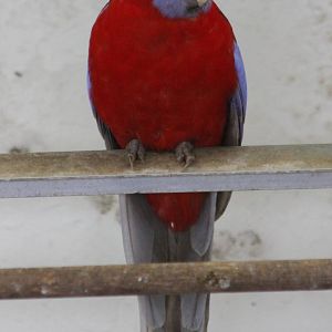 Crimson rosella