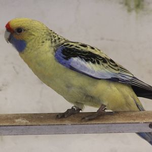 Yellow rosella