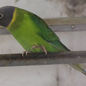 Plum-headed parakeet