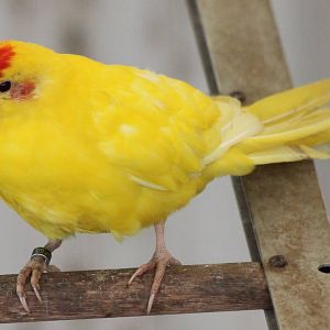 Red-fronted kakariki - yellow mutation