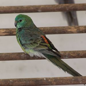 Red-rumped parakeet