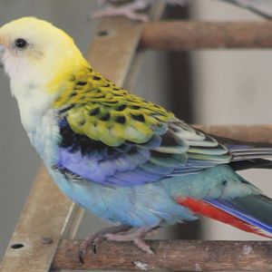 Pale-headed rosella