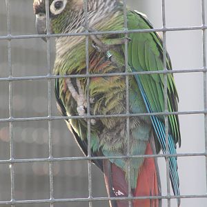 Green-cheeked conure