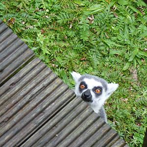 Lemur Wood, September 2016