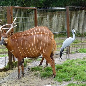 Bongo and Stanley Crane, September 2016