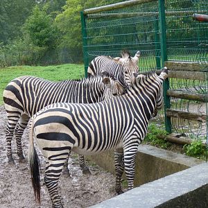 Zebra family, September 2016