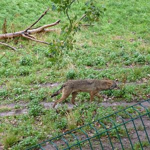 Iberian Wolf, September 2016