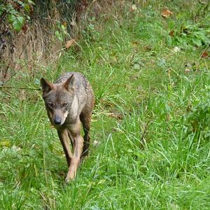 Iberian Wolf, September 2016