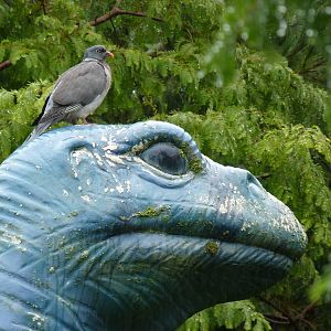 Wood pigeon and dinosaur, September 2016
