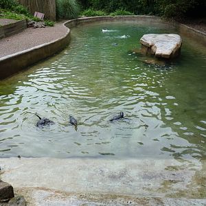Humboldt Penguins, September 2016