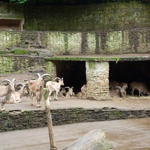 Barbary Sheep enclosure, September 2016