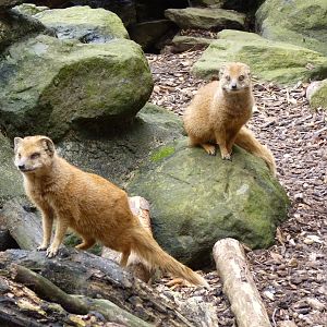 Yellow Mongoose, September 2016