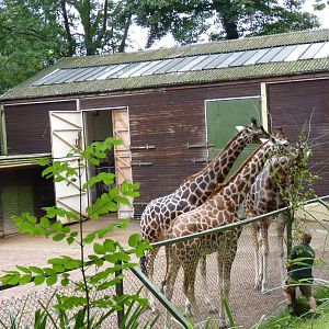 Giraffe enclosure, September 2016