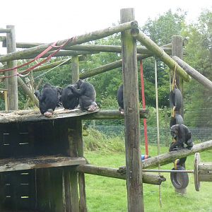 Chimp enclosure, September 2016