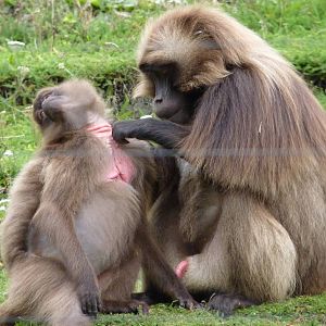 Gelada baboons, September 2016