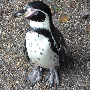 Humboldt Penguin, September 2016