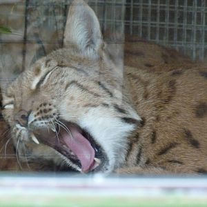 Carpathian Lynx, September 2016