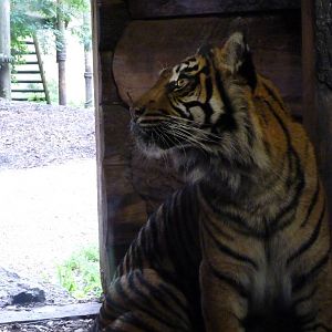 Sumatran Tiger, September 2016