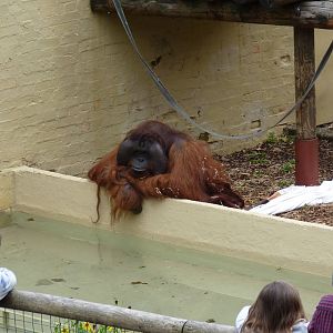 Male Bornean Orangutan, September 2016